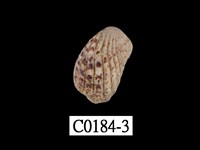 藏品(算盤蛤)的圖片